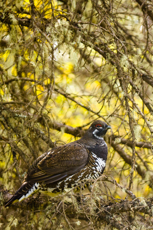 White-Tailed Ptarmigan